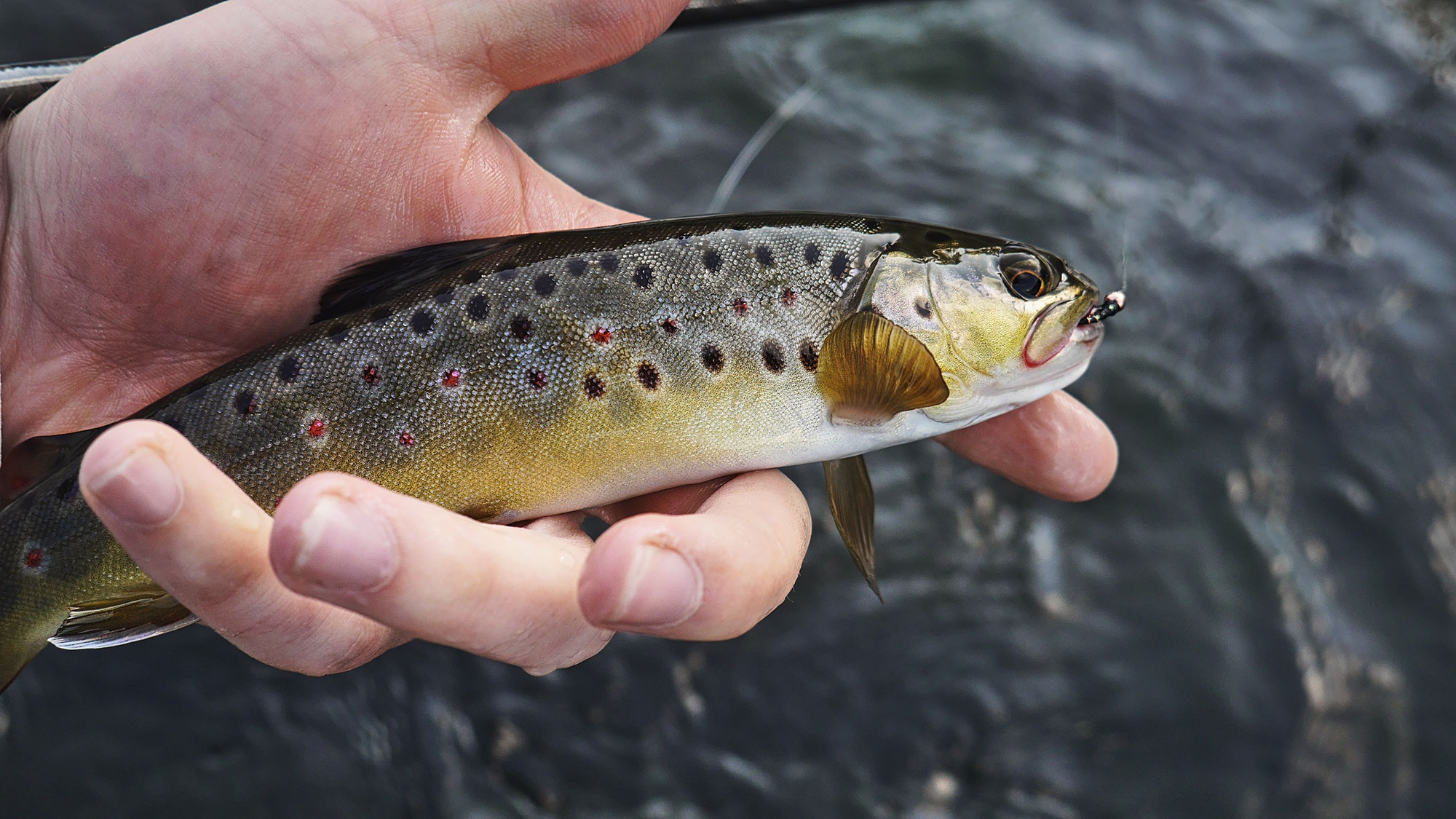 Penn's Creek Full-Flex Split Bamboo Fly Rod